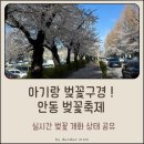 안동시청소년수련관 | 아기랑 벚꽃구경 ! 안동 벚꽃축제, 월영교 벚꽃 야경 실시간 벚꽃 개화 상태, 주차꿀팁