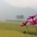 관광 세탁소 Daum카페