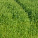 서린농장 이미지