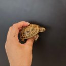 더크레드