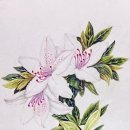 꽃그림 보타니컬 색연필화 이미지