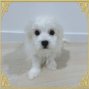 천사애견 이미지