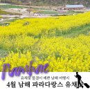 남해부분정비 | 4월 남해 가볼만한곳 파라다랑스 유채꽃 5월 6월 튤립피면 더 예쁠 곳!
