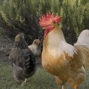 서울동물 이미지