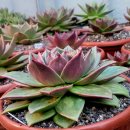 꿈의궁전 이미지