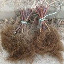 수성동011 이미지