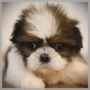 퍼피말론 강아지분양 울산점 | 소형강아지 종류 별 특징 알아보기 !