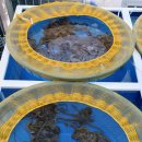 목포뻘낙지 이미지