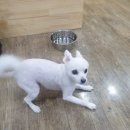 돌봐줄개 이미지