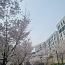 우리 학교 벚꽃 봐!!🌸 이미지