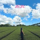 오설록 교차로 | 제주 오설록 티뮤지엄 메뉴 이니스프리카페 녹차밭 포토존