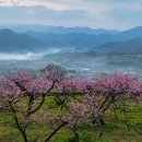 복사꽃피는마을 이미지