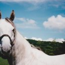 큰대성목장 이미지