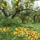 배들농장 이미지