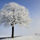 나무한그루 이미지