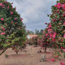 동백에어 B&B 이미지