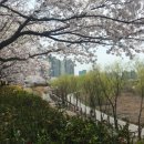 서울에 벚꽃이 만발 이미지