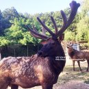 성환엘크사슴농장 이미지