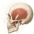 메디톡스부속의원 | 서울 신사역 [레브치과] 이갈이 보톡스 - 치과에서 코어톡스로 - 3개월 후기/주기/용량/가격. (의사작성)