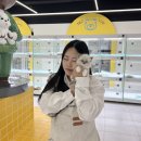 인천고양이분양 테디럽 이미지