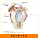 소원근ㅡ상완 외전 이미지