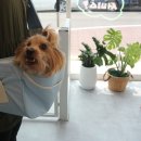 댕댕마실 이미지