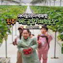 아름농장 | 진주 아이들과 함께하기 좋은 딸기체험 &#34;버드골딸기체험농장&#34; 집중하며 즐거워 하네요!