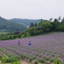 연천 허브빌리지 라벤더 축제 이미지