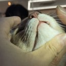 금천종합동물병원 이미지