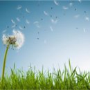 지혜의 사과 이미지