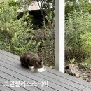 블리스스테이 - 강동구 상암로 71-16 | 제주 표선 숙소 아이랑 독채 펜션 추천, 그린블리스 스테이 내돈내산 후기