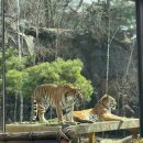 밸리 | 에버랜드 워킹사파리 로스트밸리 리얼 체험후기