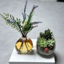 더벤 | 다이소 실내방향제 비교 후 써본 벤볼릭 후기