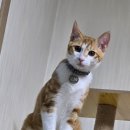 오로라 캣 이미지