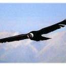 El Condor Pasa 이미지