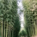 담양 죽녹원 게스트하우스 이미지