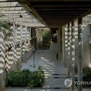 도쉬 연합뉴스