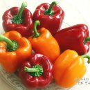 마로낙우회영농조합법인 | ★루비이벤트★ 유기농 파프리카 - 미스터문 (문성근) 파프리카를 드립니다.