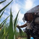 Heat wave drives up food prices, causing &#39;heatflation&#39; 폭염으로 &#34;히트플레이션&#34; 발생 이미지