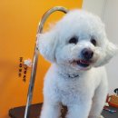 커몽커몽펫 이미지