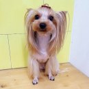 더데일리펫샵 이미지