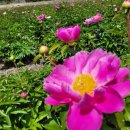 낭도 꿈뜰펜션 이미지