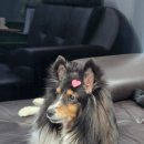 오시리아 골프존 이미지