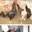 프로간장게장 이미지