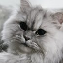 리즈동물병원 이미지