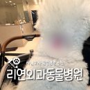 연 동물병원 | [하남 동물병원 추천]리연외과동물병원 내돈내산 진료 후기 (강아지 피부 상처)