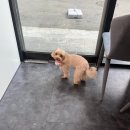 강아지미용실 이미지