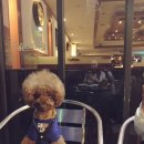 코니베니 이미지