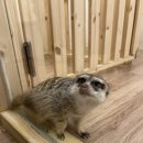 댕댕냥냥 이미지