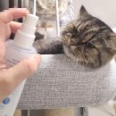 에브리 뽀송 | [광고] 강아지/고양이샴푸 &amp;미스트 반려동물전용 에브리원스 라인제품 좋아요:)